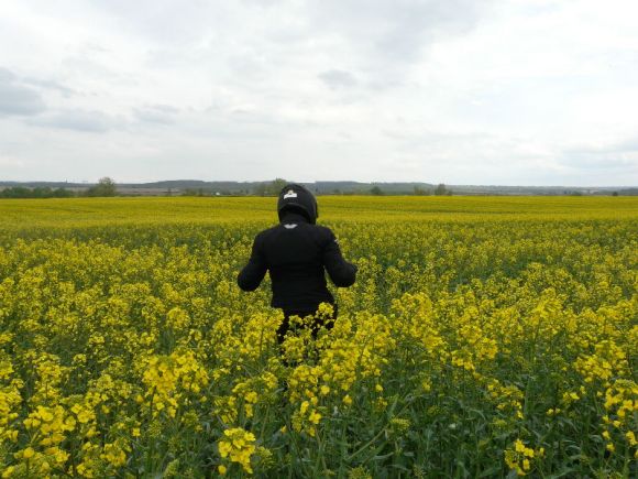 Mustard plant in flower as far as the eye can see