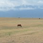P1010907(1).JPG