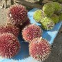 Another close-up look of this wild specie red coloured durian. This encounter itself is worth the ride through here.