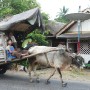 Long time I\'ve not seen a cow-cart. It looks like a house by itself inside