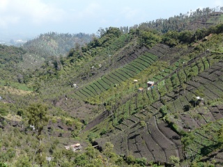 Farming activities can be seen everywhere on the fertile hill slopes on way to Mt. Bromo
