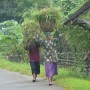 Javanese women in the countryside going about their daily lives