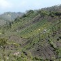 Farming activities can be seen everywhere on the fertile hill slopes on way to Mt. Bromo