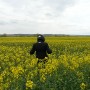 Mustard plant in flower as far as the eye can see