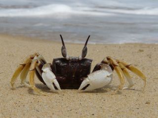 Meet Benjamin, the most handsome crab on Caron beach