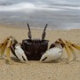 Meet Benjamin, the most handsome crab on Caron beach