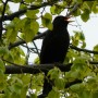 This Budapest Merle blackbird sang us a great goodbye song