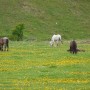 Horses in Roumania