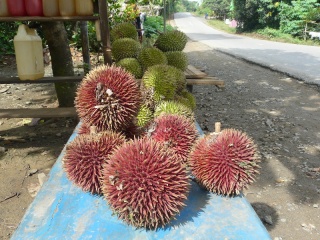 This, to me, is a very rare encounter - with a RED DURIAN !! My childhood hometown of Segamat, is famous all over Malaysia for such fruit, but I've never heard or seen a Red durian before (like many of you, I presume). Here it is, by a roadside stall somewhere in S. Kalimantan.