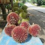 This, to me, is a very rare encounter - with a RED DURIAN !! My childhood hometown of Segamat, is famous all over Malaysia for such fruit, but I've never heard or seen a Red durian before (like many of you, I presume). Here it is, by a roadside stall somewhere in S. Kalimantan.