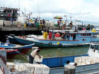 The agent Zul has just located a boat (in foreground, discharging its cargo of fresh live crab) whose owner and captain were willing to carry my bike on its return voyage to the Indonesian port of Tarakan.